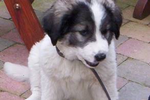 Beschrijving: Beschrijving: gipsy